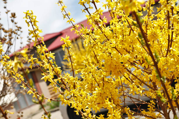 A Forsythia bush close up A Forsythia bush close up forsythia garden stock pictures, royalty-free photos & images