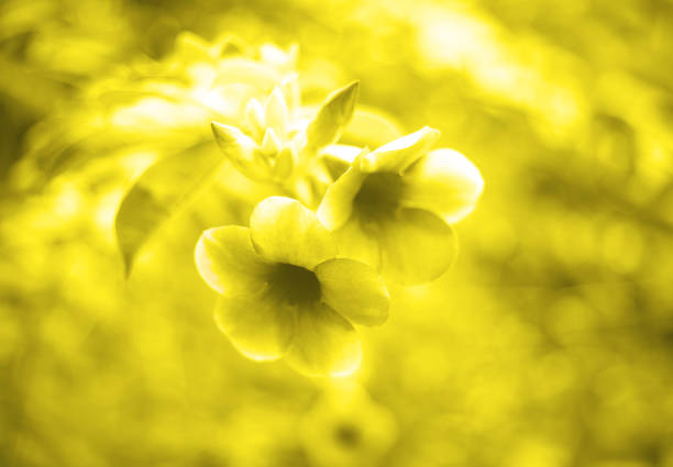 tropical illuminating flowers on a yellow blurred background. selective focus.