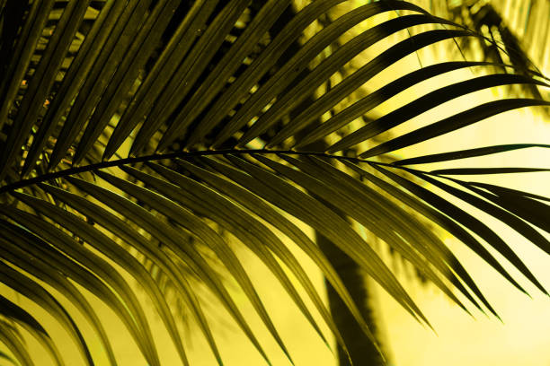 istock illuminating palm branch. perfect background for design 1290376846