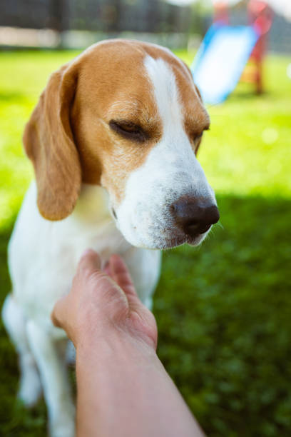istock Owner pet the beagle dog on grass on sunny summer day. 1290383374
