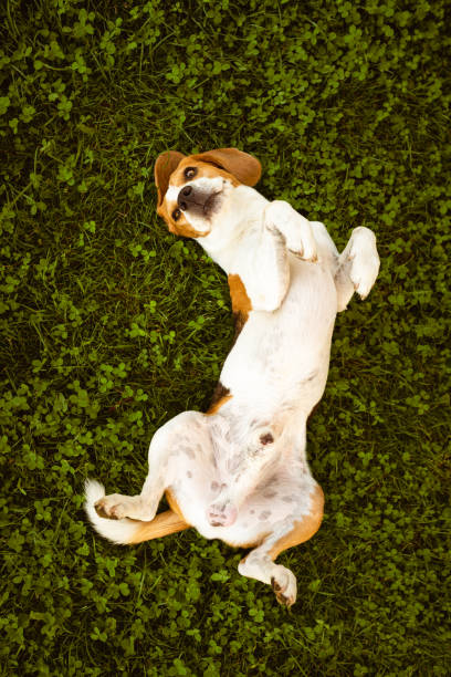 istock Beagle wallow and roll on grass. Dog has relaxation time lying down on green grass. 1290383376