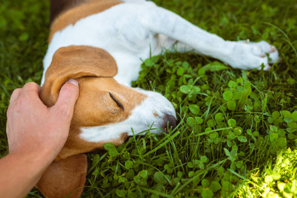 istock Owner pet the beagle dog on grass on sunny summer day. 1290383379