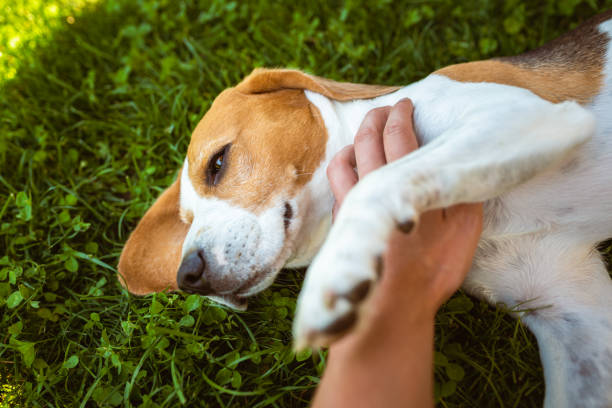 istock Owner pet the beagle dog on grass on sunny summer day. 1290383397