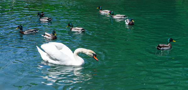 The mute swan is a species of swan and a member of the waterfowl family Anatidae. It is native to much of Eurosiberia. It is an introduced species in North America, home to the largest populations outside of its native range, with additional smaller introductions in Australasia and southern Africa. The name 'mute' derives from it being less vocal than other swan species. Measuring 125 to 160 cm (49 to 63 in) in length, this large swan is wholly white in plumage with an orange beak bordered with black. It is recognizable by its pronounced knob atop the beak, which is larger in males.