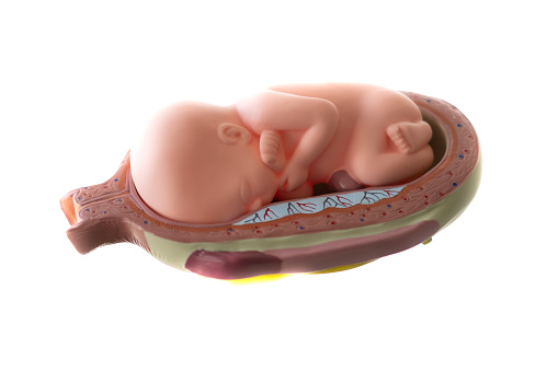 Educational model of an unborn baby in the womb. Baby (fetus)development in womb model with a white background