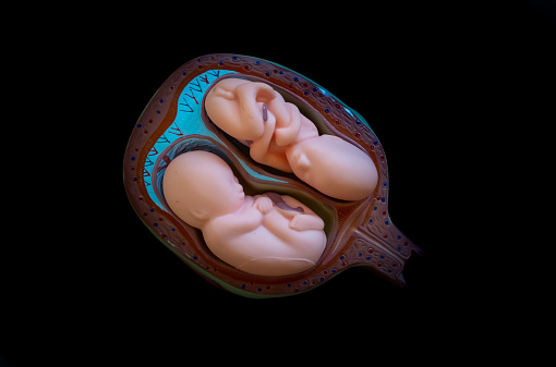 Educational model of an unborn twins in the womb.  Twins (fetus) development in a womb model with black background.