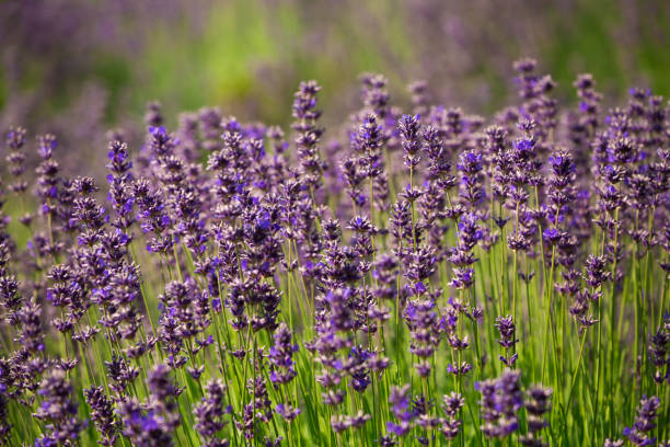 istock Beautiful, vibrant lavender field in summertime in Sequim, Washington 1290397776