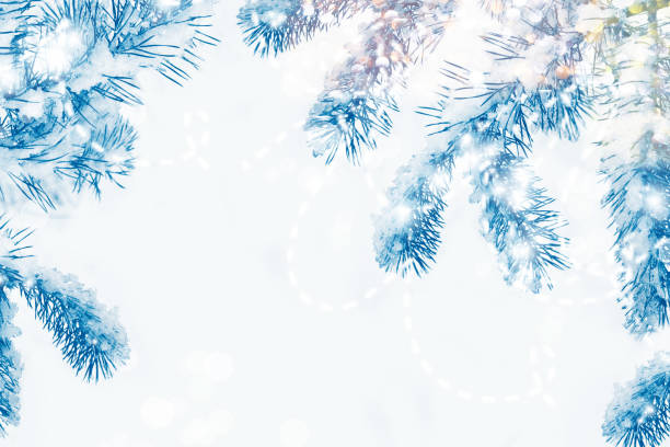 istock Snow covered fir branch 1290407824