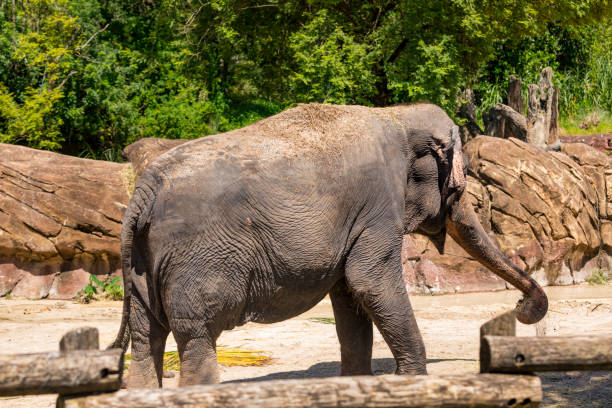 istock Asian Elephant at the Zoo 1290408279