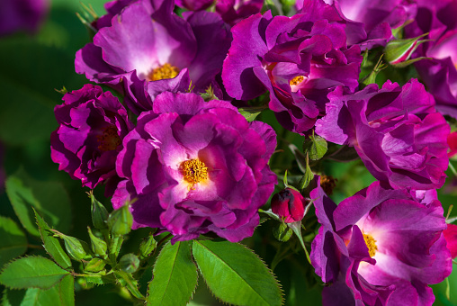 Phapsody in blue cultivar, purple shrub rose by Cowlishaw, 2003. Fragrant, semi-double flowers of deep purple-magenta fading to slate mauve. Bushy shrub rose blooming in rose garden