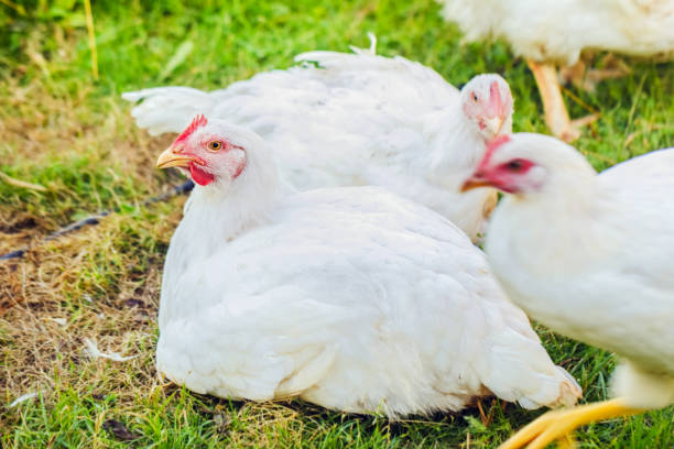 istock Adult sad white chicken on grass 1290416480