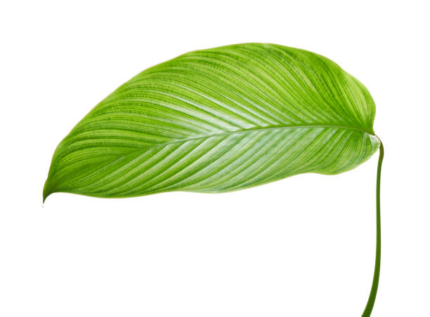 istock Calathea foliage, Exotic tropical leaf, Large green leaf, isolated on white background with clipping path 1290418278