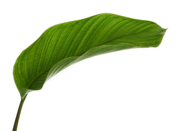 istock Calathea foliage, Exotic tropical leaf, Large green leaf, isolated on white background with clipping path 1290418378