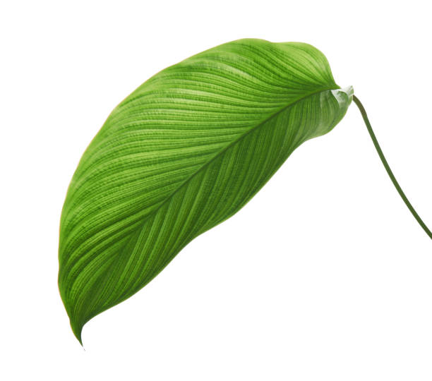 istock Calathea foliage, Exotic tropical leaf, Large green leaf, isolated on white background with clipping path 1290418557