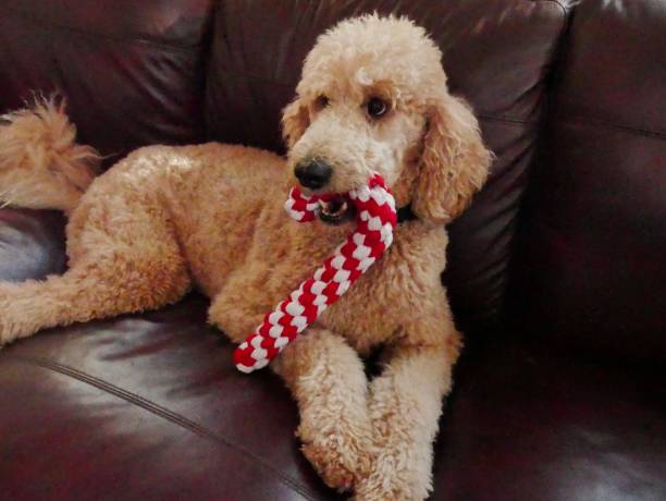 istock Dogs with Holiday Decor 1290420442