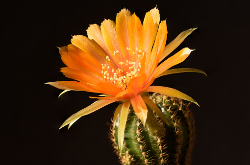 Close-up view beautiful orange lobivia cactus flower in flower pot