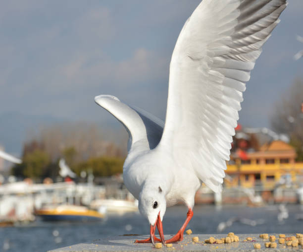 istock one White Larus ridibundus eat the fodder 1290426867