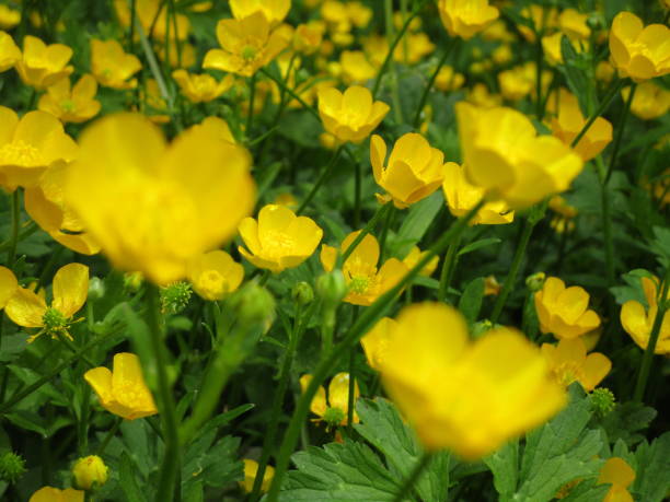 istock Bright Yellow Buttercup Ranunculus bulbosus Flowerbed Mixed in Bloom 2020 1290429162