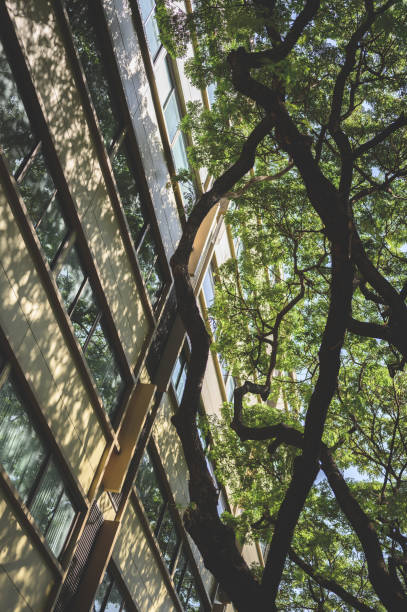istock Green nature tree in park with with sunlight background 1290429950