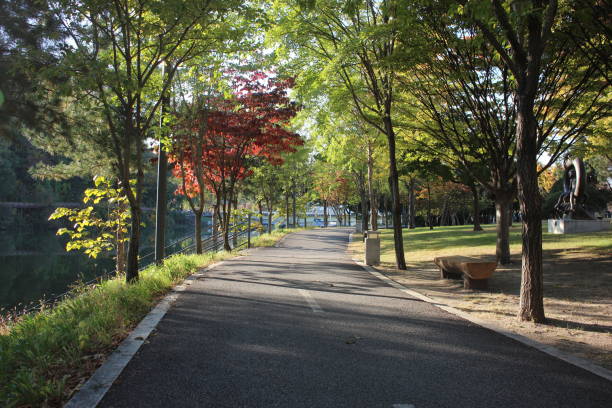 istock Paved pedestrian way or walk way with trees on sides for public walk 1290437401