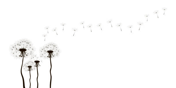 löwenzahn-silhouette, tolles design für jeden zweck. skizze schwarze illustration auf weißem hintergrund. stockbild. eps 10. - dandelion freedom silhouette wind stock-grafiken, -clipart, -cartoons und -symbole