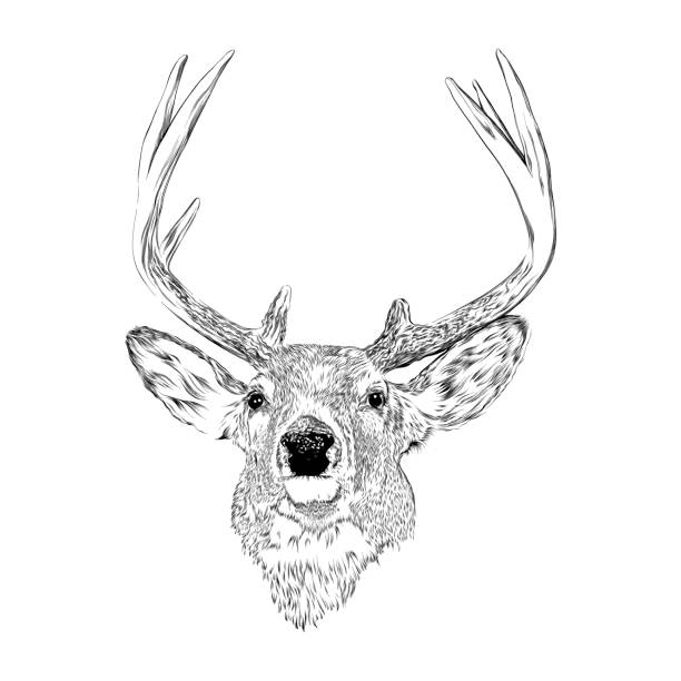 Deer with antlers drawn in pen and ink. Vector EPS10 Illustration.