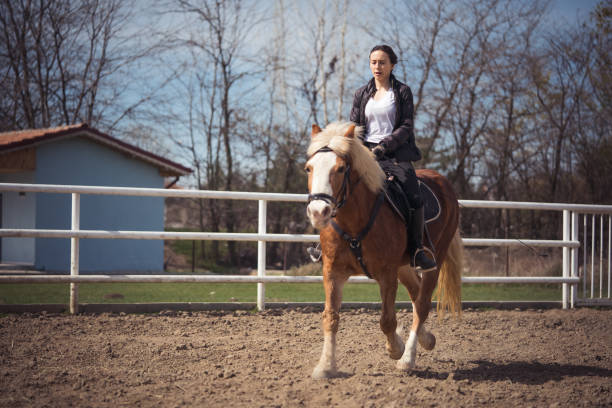 Dressage horse and rider in uniform during equestrian jumping competition