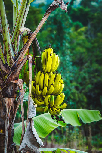 Yellow bananas grown wild in the tropical green rainforest.