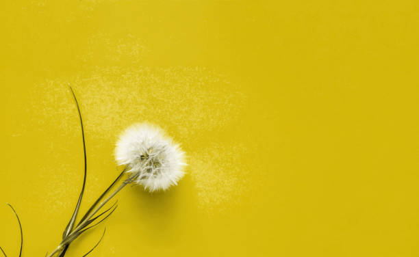 istock Creative Illuminating background with white dandelions inflorescence. Concept for festive background or for project.Close-up 1290441809
