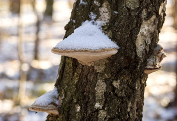 istock woody mushrooms on the tree in winter 1290441832