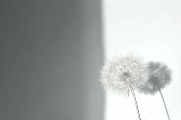 Creative summer concept with white dandelion inflorescences and shadow on Ultimate Gray background. Close-up, copy space