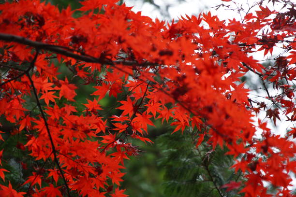 istock Color leaves in Tokyo in winter 1290442484