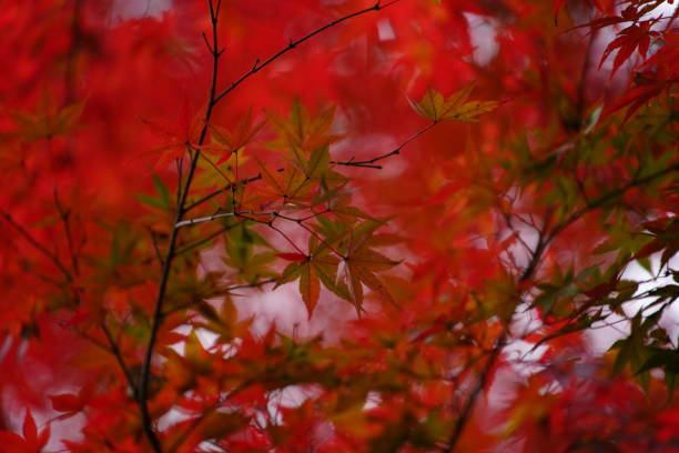 istock Color leaves in Tokyo in winter 1290444498