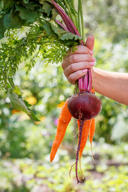 istock Carrots and beetroot just picked in the garden in hand. 1290447551