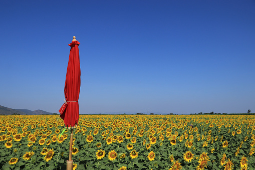Red umbrella and yellow color sunflower