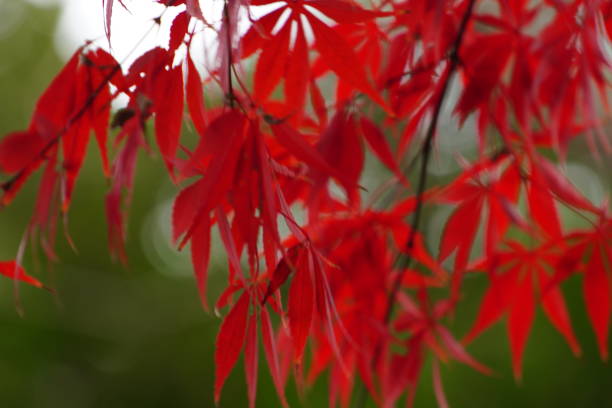 istock Color leaves in Tokyo in winter 1290447635