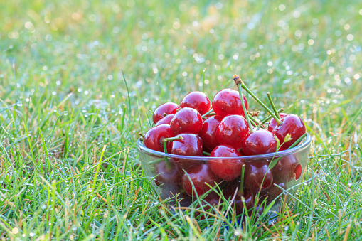 Glass bowl with red ripe cherry fruits in the grass lit by the early morning sun.