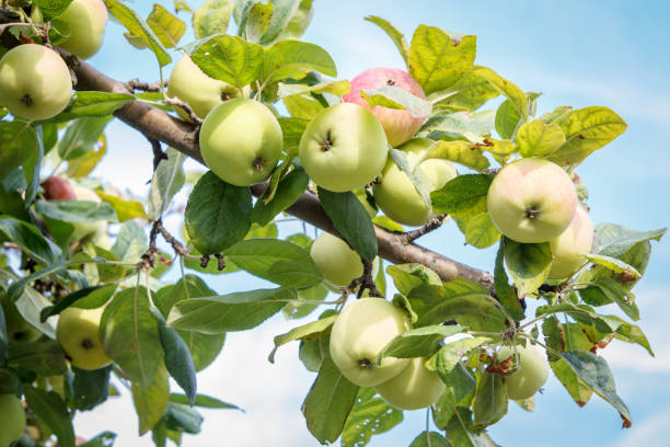 istock Apples on the tree in summer day with sky on the background. 1290448320