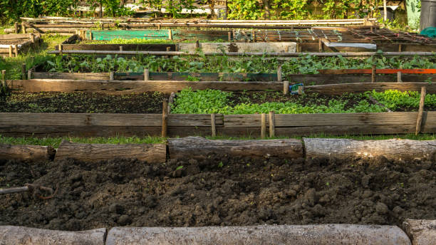 Preparing soil in wooden border for plantation of vegetable planting in garden nursery stock photo