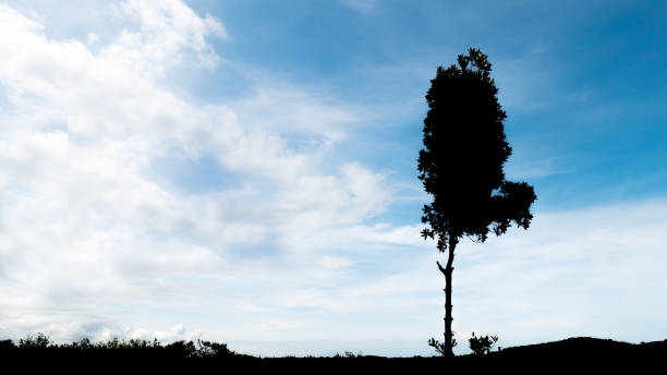 the tree in black color on the blue sky with cloud background