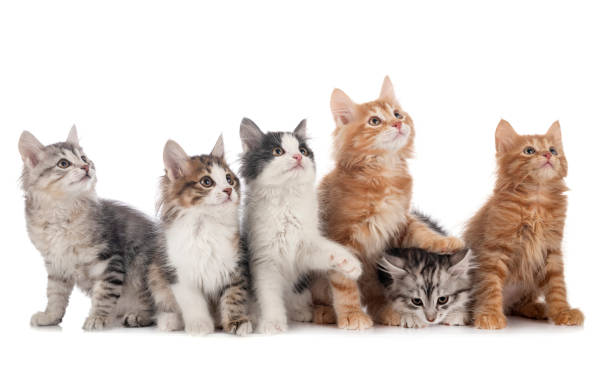 istock young Kurilian Bobtails 1290453893
