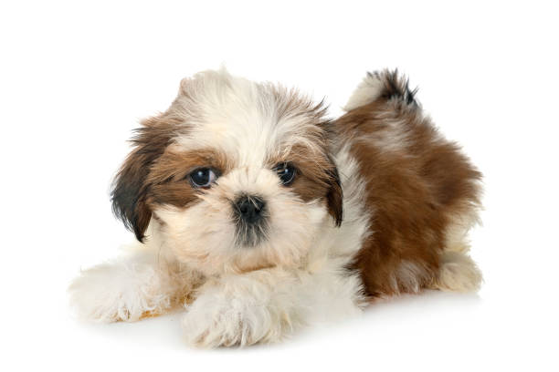 istock puppy Shih Tzu 1290453917