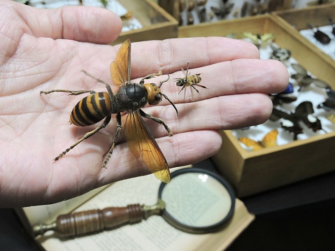 The Giant Asian Hornet (Vespa mandarinia) also know as Murder Hornet compared to a Japanese Bee (Apis cerana japonica). Asian giant wasp (also known as killer Vespa) compared to a bee.