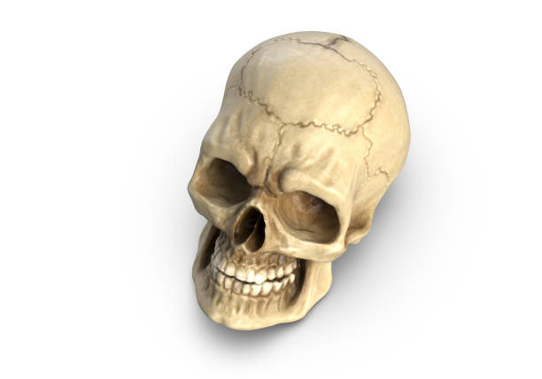 istock 3D illustration of Human skull, isolated on white 1290455875