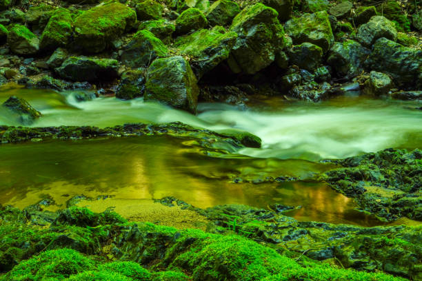 Photo of Forest stream running over mossy rocks