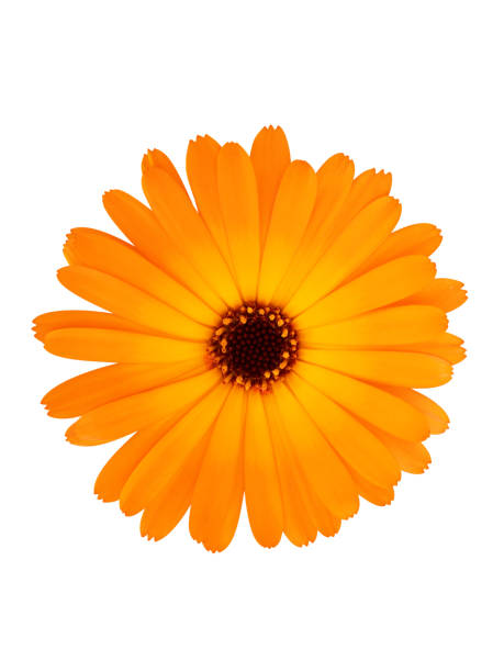 istock Cutout photo of orange calendula. 1290456165