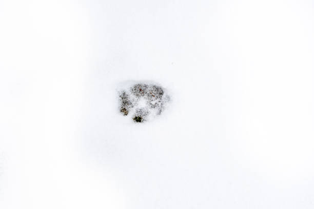 istock dog footprint on fresh snow, horizontal format 1290457245