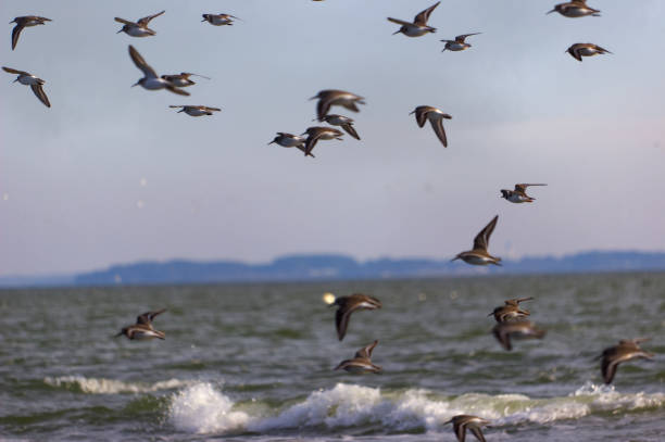 istock group of birds flying over the ocean 1290457308