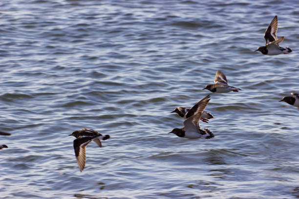 istock group of birds flying over the ocean 1290457309