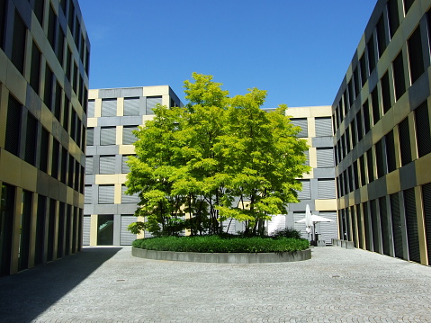 Lonely and isolated tree at the business zone square in St. Gallen, Switzerland